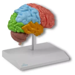 Emberi agy modell - keresztmetszet