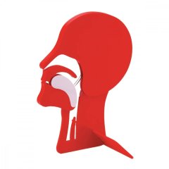 Head Section Model - tanító modell  légutak szabaddá tétele