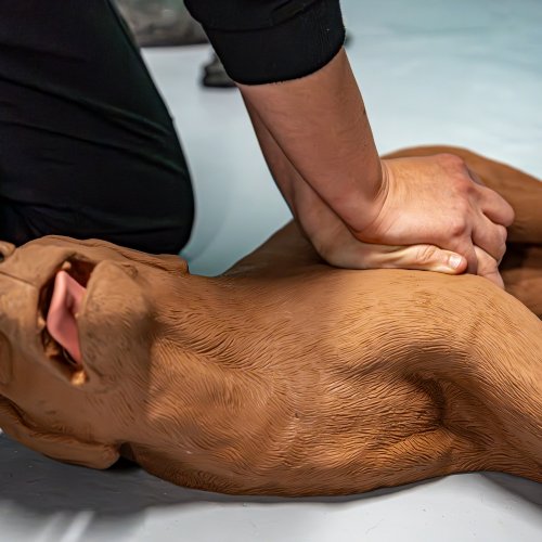 CasPeR Model psa pre nácvik CPR