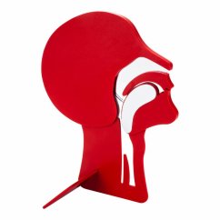 Head Section Model - tanító modell  légutak szabaddá tétele