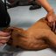 CasPeR Model psa pre nácvik CPR