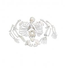 Model ľudskej kostry bez kĺbov s rozdelenou lebkou