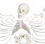 Model ľudskej kostry bez kĺbov s rozdelenou lebkou