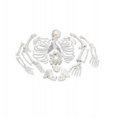 Emberi modell csontvázak ízületek nélkül felosztással koponyával