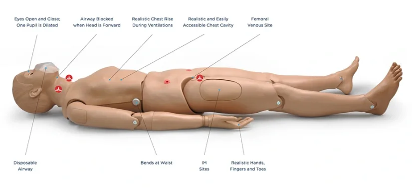 CPR Simon BLS  S310  -  celotelová figurína pre nácvik KPR