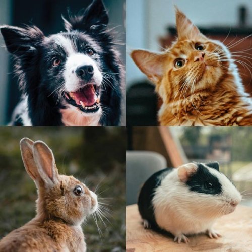 Veterinárny otoskop LUXAMED LuxaScope AURIS LED 2,5 V VET